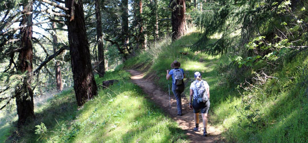 Aktion “Tag des Baumes” – Waldbüro verschenkt Waldachtsamkeits-/Waldbaden Touren