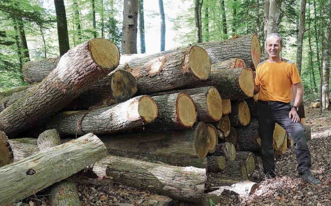 Keine Fichten mehr im Wald