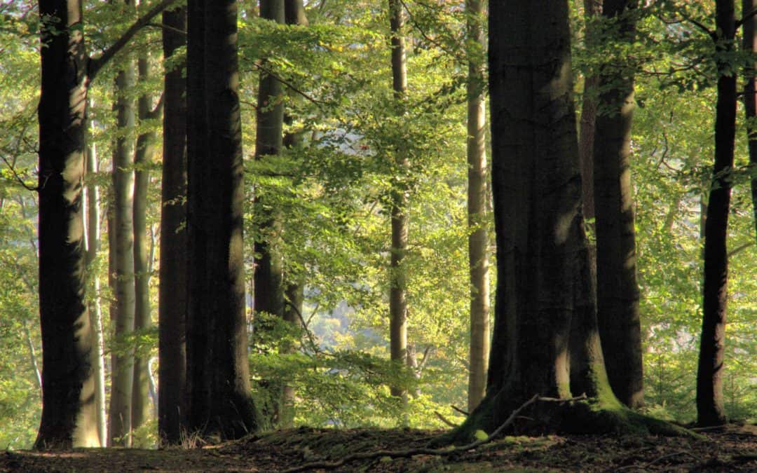 Das Gesicht des Schweizer Waldes wird sich in Zukunft stark verändern