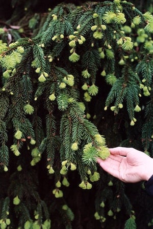 Waldbaden erleben. Hand fasst Fichtenspitzen an.